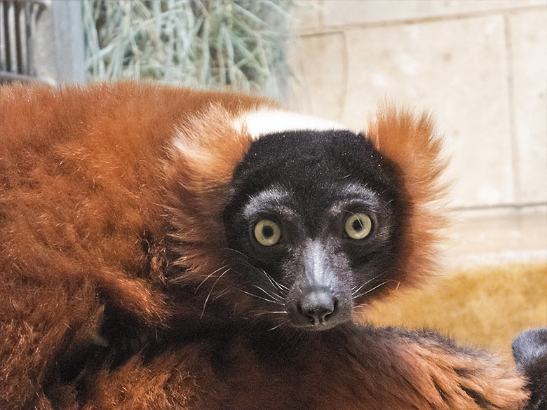 Roter Vari am 1. März 2019 im Affen-Haus im Grünen Zoo Wuppertal