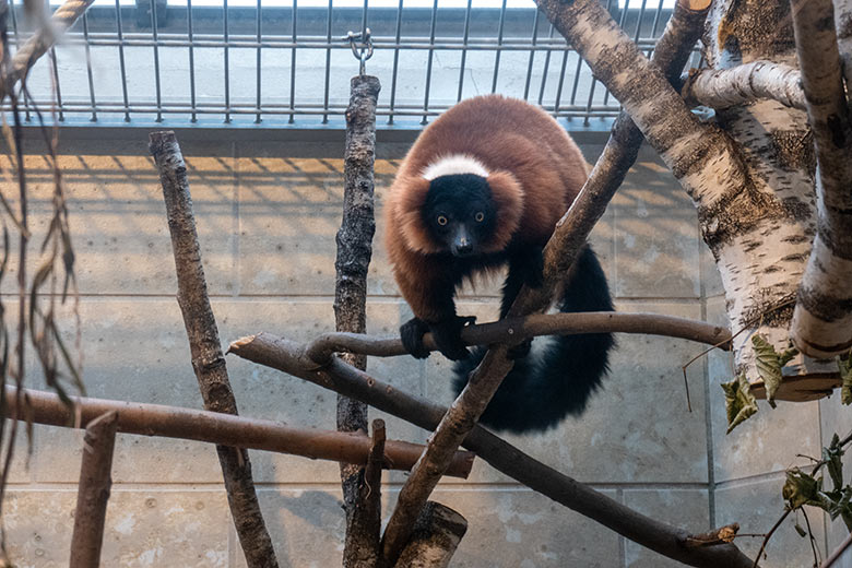 Weiblicher Roter Vari BAYU am 13. Dezember 2024 im Innengehege im Affen-Haus im Zoologischen Garten der Stadt Wuppertal