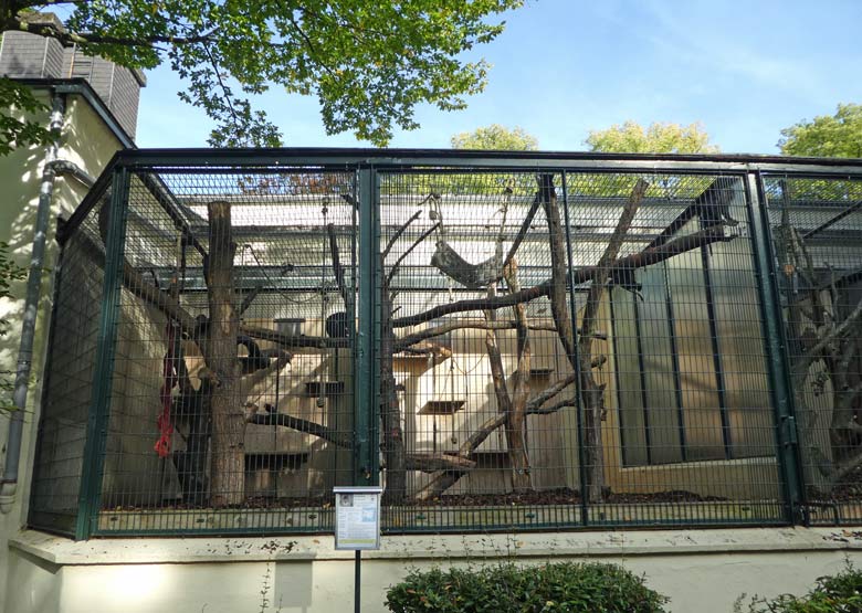 Bartaffen am 21. September 2017 im neuen Außengehege am Affenhaus im Zoologischen Garten der Stadt Wuppertal
