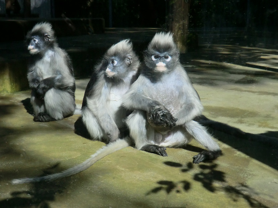 Brillenlanguren im Wuppertaler Zoo im Juli 2012