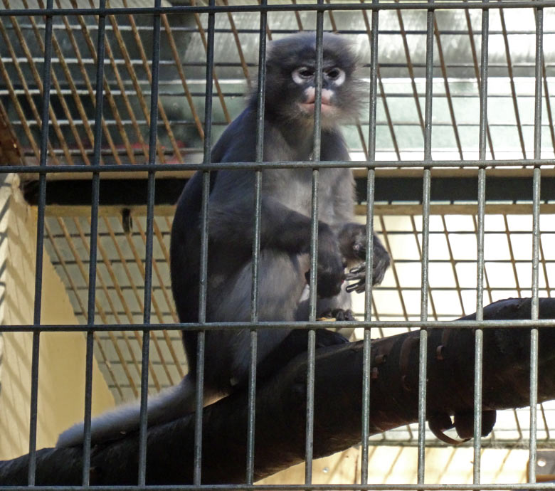 Brillenlangur am 24. August 2016 auf der Außenanlage am Affenhaus im Grünen Zoo Wuppertal