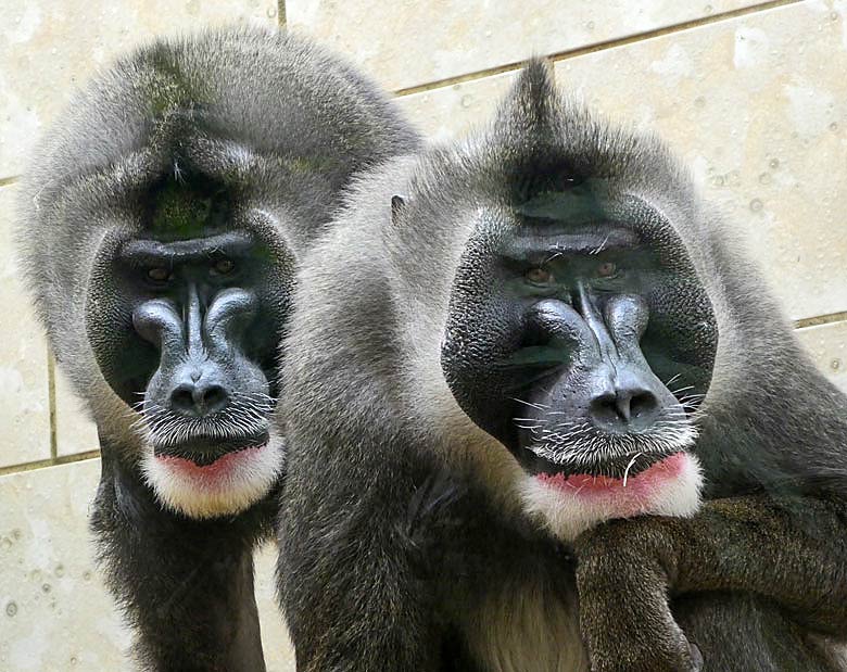 Die beiden Drill-Männchen MBOKU und KANO am 21. Juli 2017 im Innengehege im Affenhaus im Grünen Zoo Wuppertal