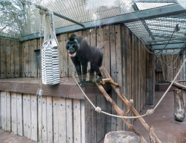 Drill-Männchen KANO am 2. November 2017 im Außengehege am Affenhaus im Wuppertaler Zoo