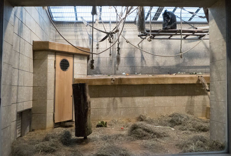 Drill-Männchen KANO am 2. November 2017 im Innengehege im Affenhaus im Grünen Zoo Wuppertal