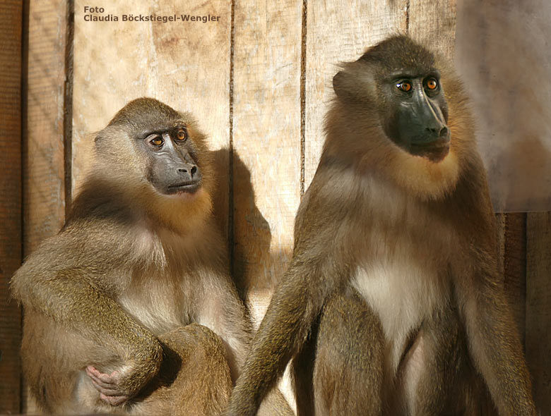 Zwei Drill-Weibchen am 17. November 2017 auf der Außenanlage am Affenhaus im Grünen Zoo Wuppertal (Foto Claudia Böckstiegel-Wengler)
