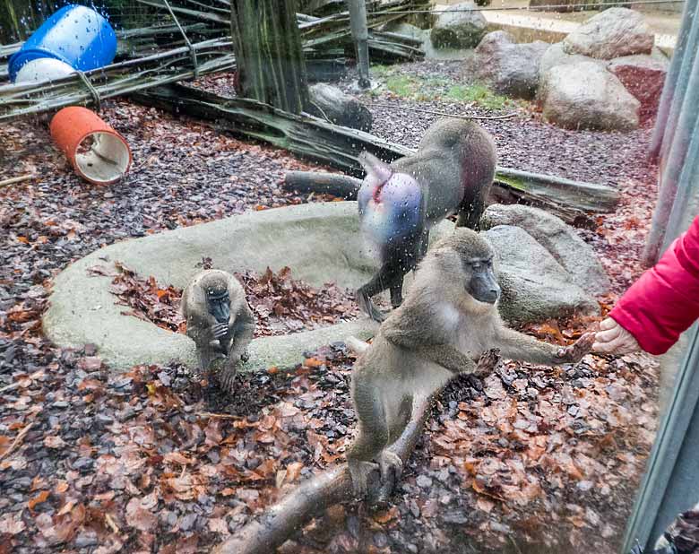 Zutrauliche Kommunikation mit einem Drill-Weibchen am 2. Januar 2018 an der Außenanlage im Zoologischen Garten der Stadt Wuppertal