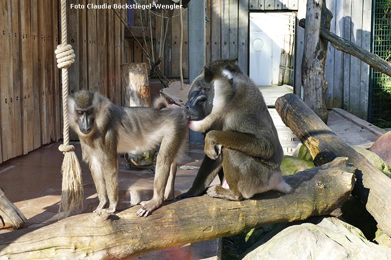Drill-Weibchen und Drill-Männchen KANO am 26. Februar 2019 auf der Außenanlage am Affen-Haus im Grünen Zoo Wuppertal (Foto Claudia Böckstiegel-Wengler)
