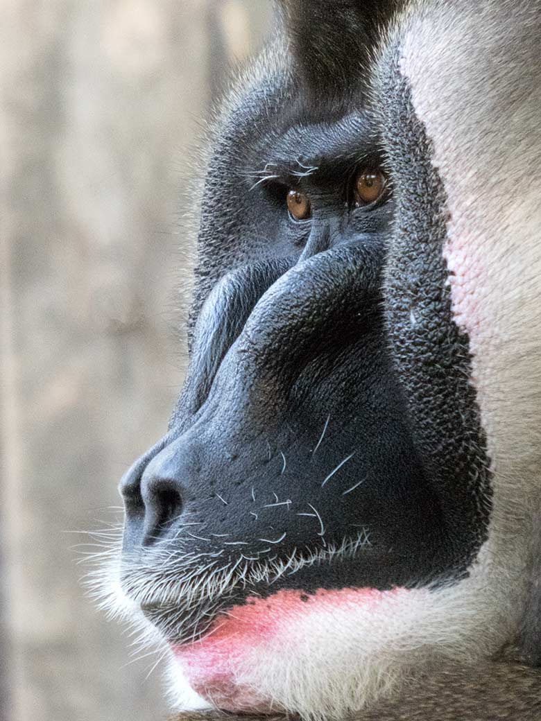 Drill-Männchen KANO am 30. August 2019 auf der Außenanlage am Affen-Haus im Wuppertaler Zoo