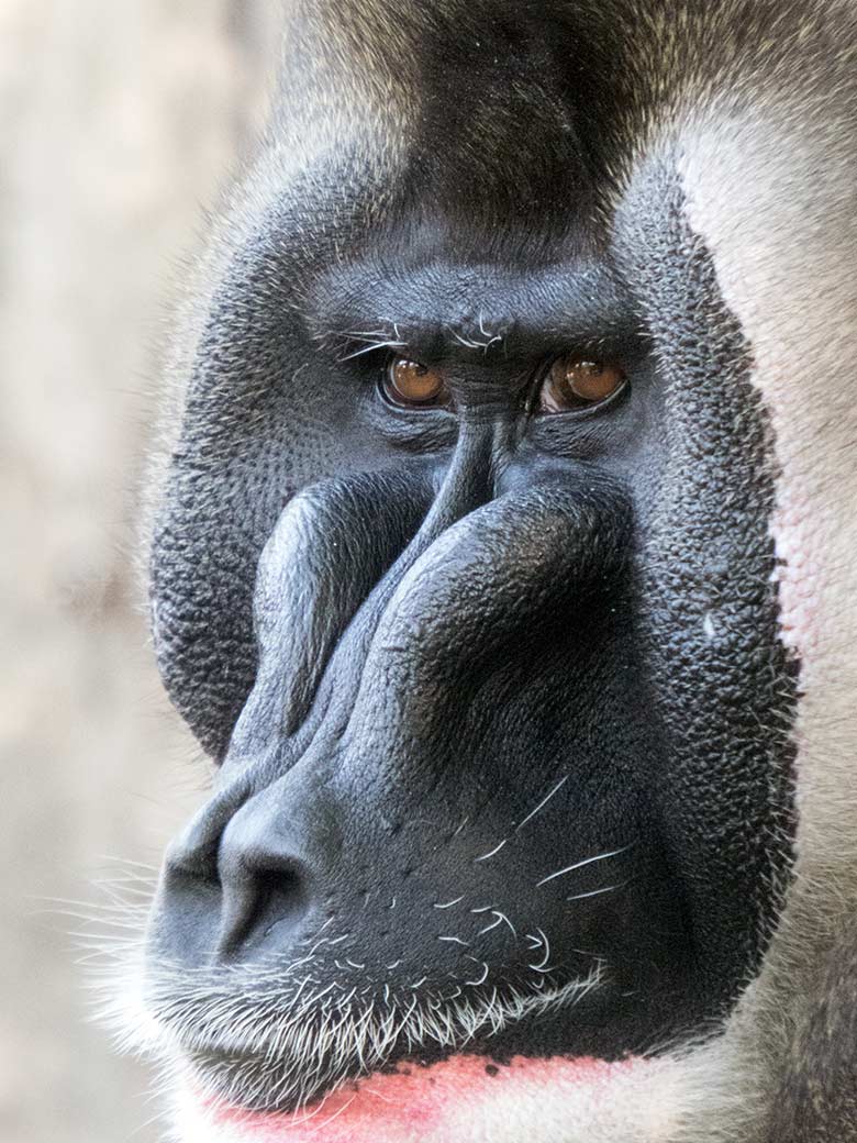 Drill-Männchen KANO am 30. August 2019 auf der Außenanlage am Affen-Haus im Zoologischen Garten Wuppertal