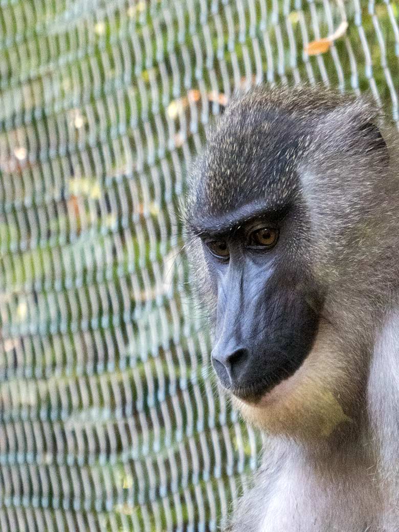 Drill-Weibchen am 30. August 2019 auf der Außenanlage am Affen-Haus im Grünen Zoo Wuppertal