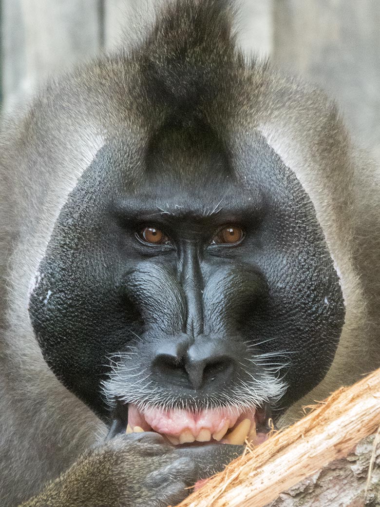 Drill-Männchen KANO am 13. September 2019 auf der Außenanlage am Affen-Haus im Grünen Zoo Wuppertal