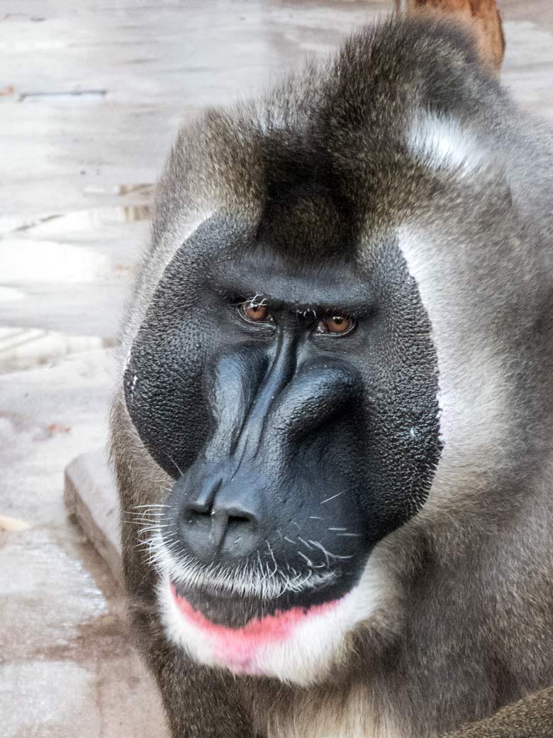 Drill-Männchen KANO am 22. Oktober 2019 auf der Außenanlage am Affen-Haus im Zoologischen Garten Wuppertal