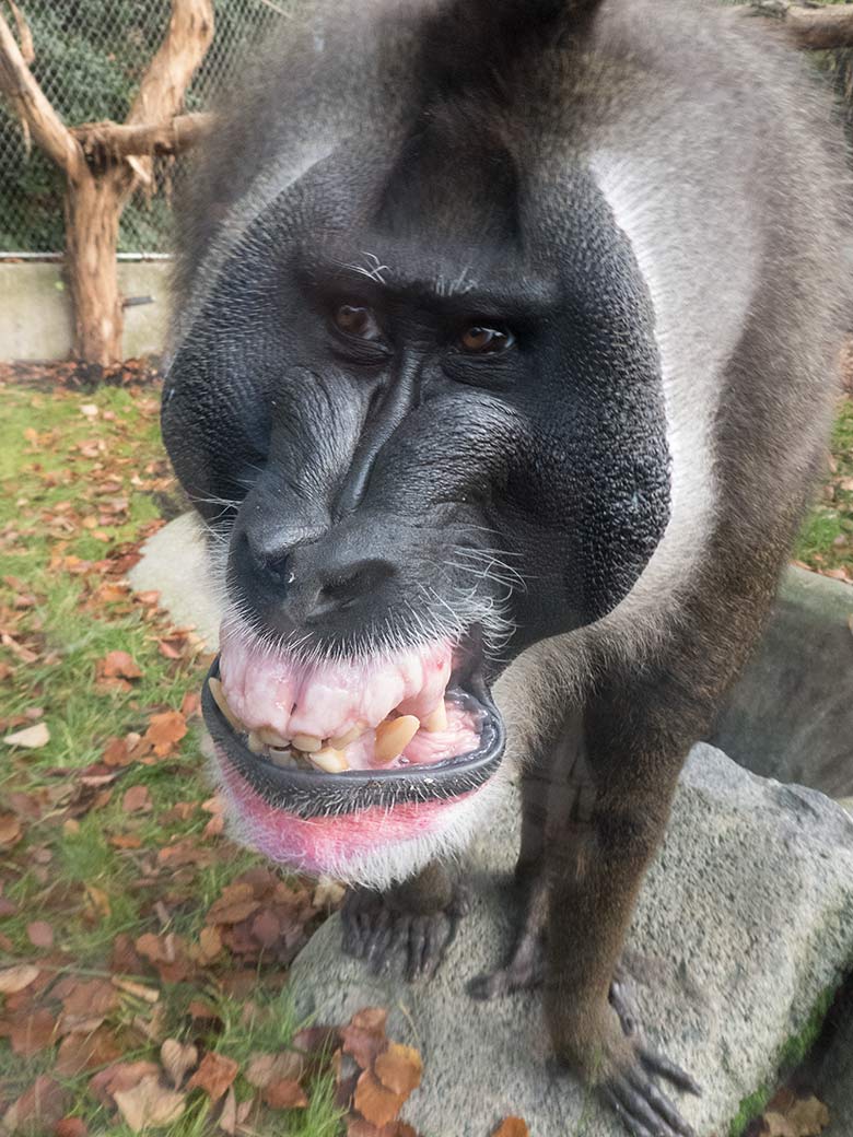 Drill-Männchen KANO am 22. Oktober 2019 auf der Außenanlage am Affen-Haus im Grünen Zoo Wuppertal
