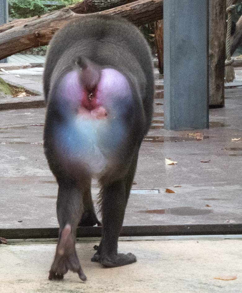 Drill-Männchen KANO am 22. Oktober 2019 auf der Außenanlage am Affen-Haus im Wuppertaler Zoo