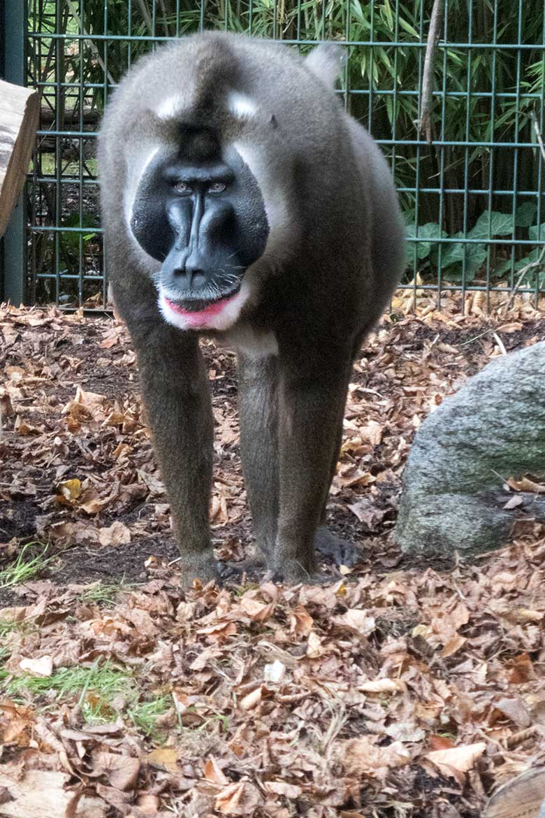 Drill-Männchen KANO am 25. Oktober 2019 auf der Außenanlage am Affen-Haus im Grünen Zoo Wuppertal