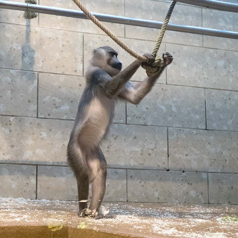Drill-Weibchen UYO am 25. Oktober 2019 im Innengehege im Affen-Haus im Wuppertaler Zoo