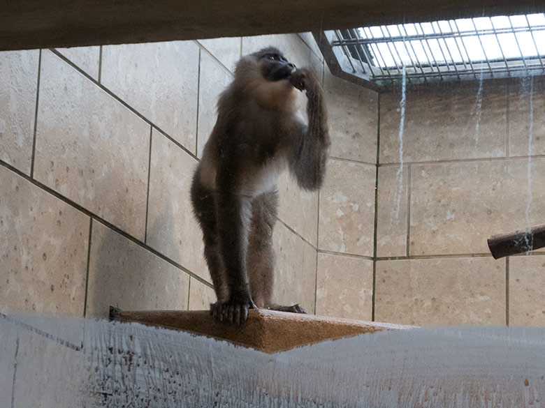 Neues Drill-Männchen am 20. November 2019 im Affen-Haus im Zoologischen Garten Wuppertal
