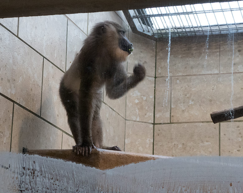 Neues Drill-Männchen am 20. November 2019 im Affen-Haus im Zoo Wuppertal