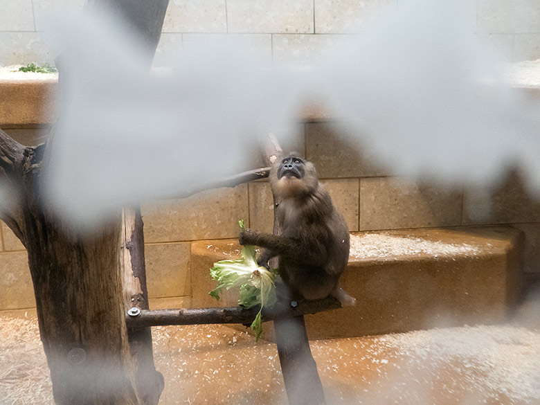 Neues Drill-Männchen am 20. November 2019 im Affen-Haus im Grünen Zoo Wuppertal