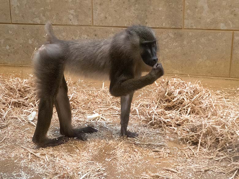 Neues Drill-Männchen am 20. November 2019 im Affen-Haus im Wuppertaler Zoo