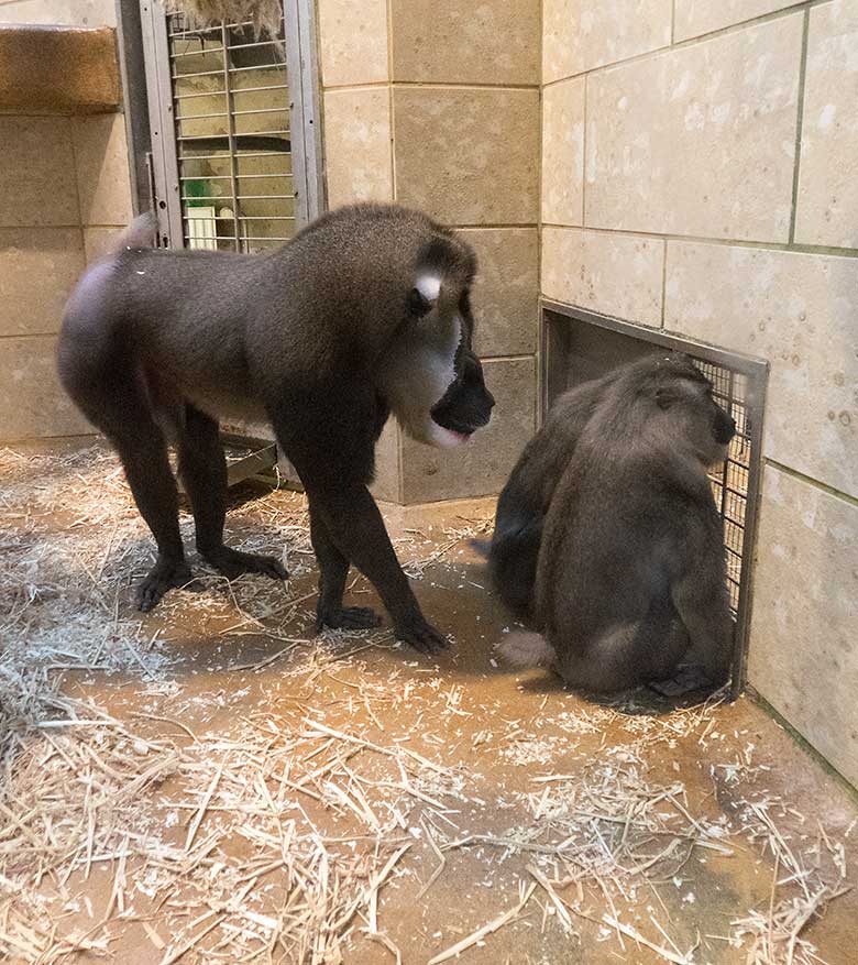 Die drei Wuppertaler Drills KANO, TRACEUSE und UYO am Kontaktgitter am 20. November 2019 im Affen-Haus im Zoologischen Garten​ der Stadt Wuppertal