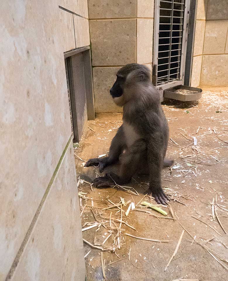 Neues Drill-Männchen am Kontaktgitter am 20. November 2019 im Affen-Haus im Zoo Wuppertal
