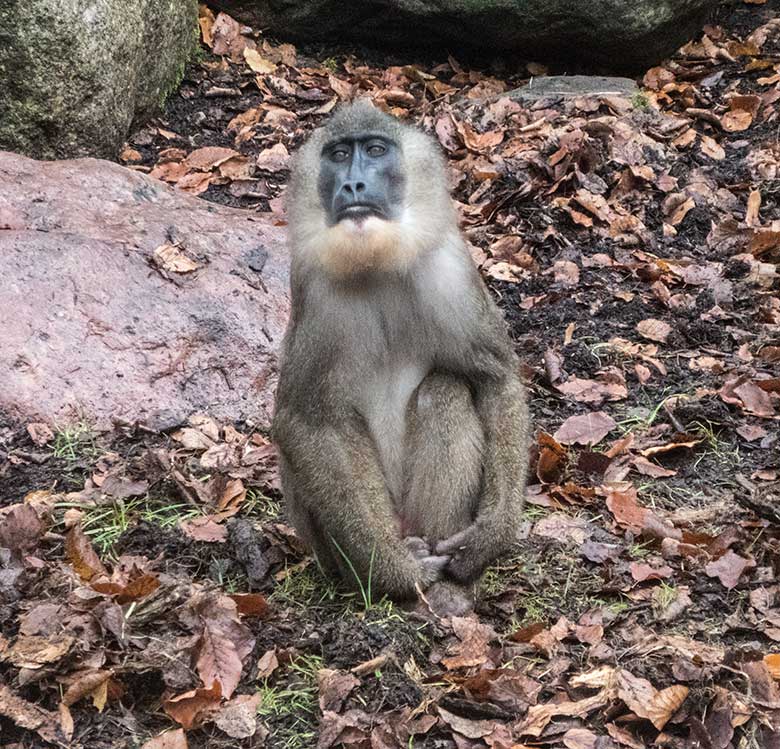 Neues Drill-Männchen RAUL am 26. November 2019 auf der Außenanlage am Affen-Haus im Zoo Wuppertal