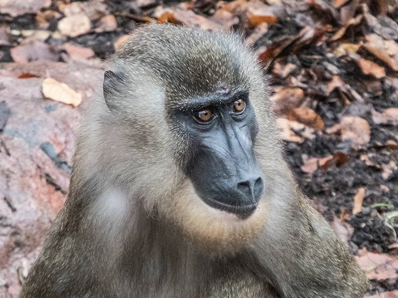 Neues Drill-Männchen RAUL am 26. November 2019 auf der Außenanlage am Affen-Haus im Zoologischen Garten Wuppertal