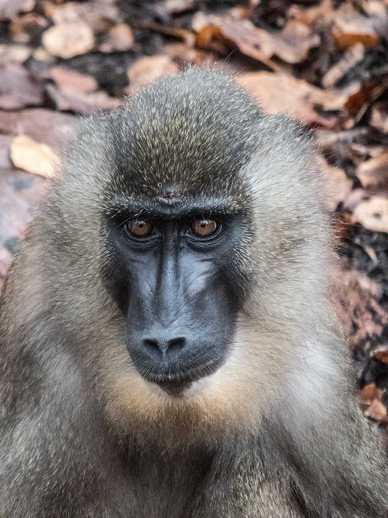 Neues Drill-Männchen RAUL am 26. November 2019 auf der Außenanlage am Affen-Haus im Wuppertaler Zoo
