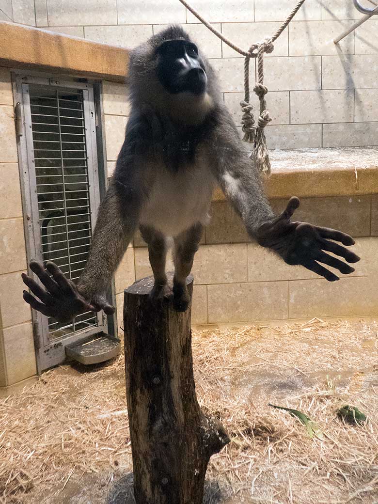 Drill-Männchen RAUL am 23. Dezember 2019 an der Glasscheibe im Innengehege im Affen-Haus im Wuppertaler Zoo