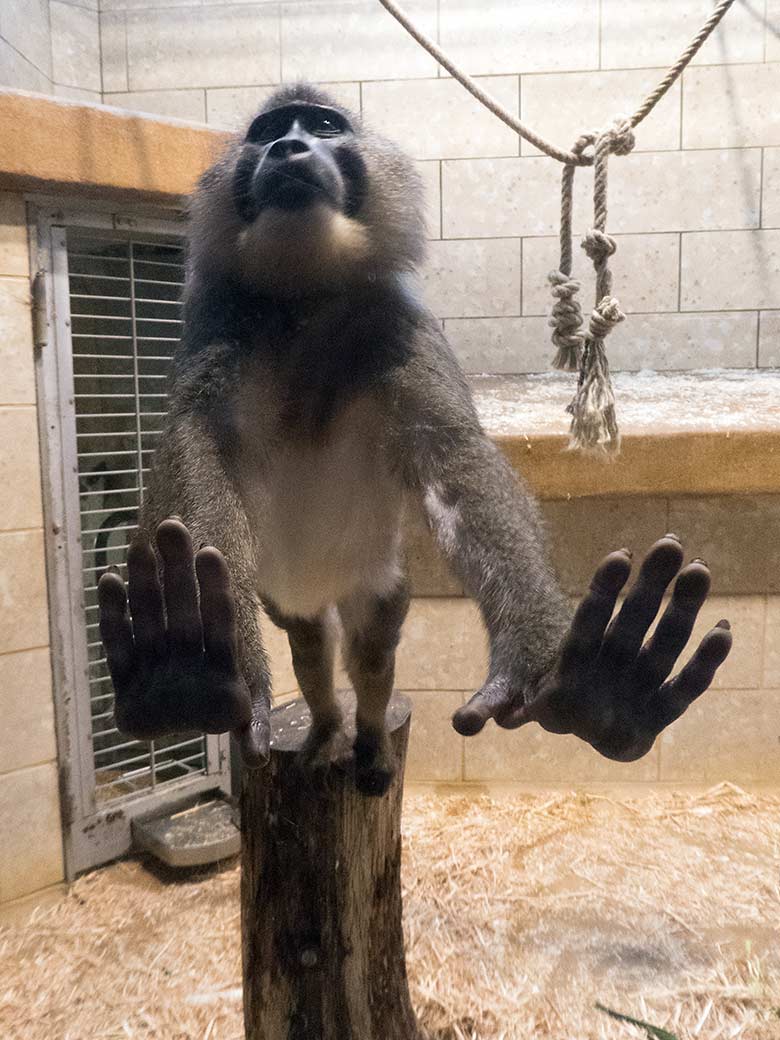 Drill-Männchen RAUL am 23. Dezember 2019 an der Glasscheibe im Innengehege im Affen-Haus im Zoologischen Garten Wuppertal