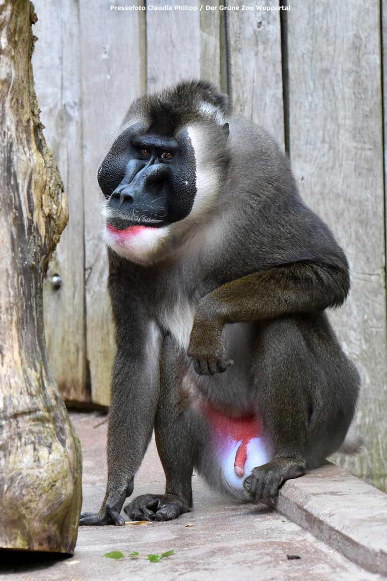 Drill-Männchen KANO am 21. Mai 2018 auf der Außenanlage am Affen-Haus im Grünen Zoo Wuppertal (Pressefoto Claudia Philipp - Der Grüne Zoo Wuppertal)