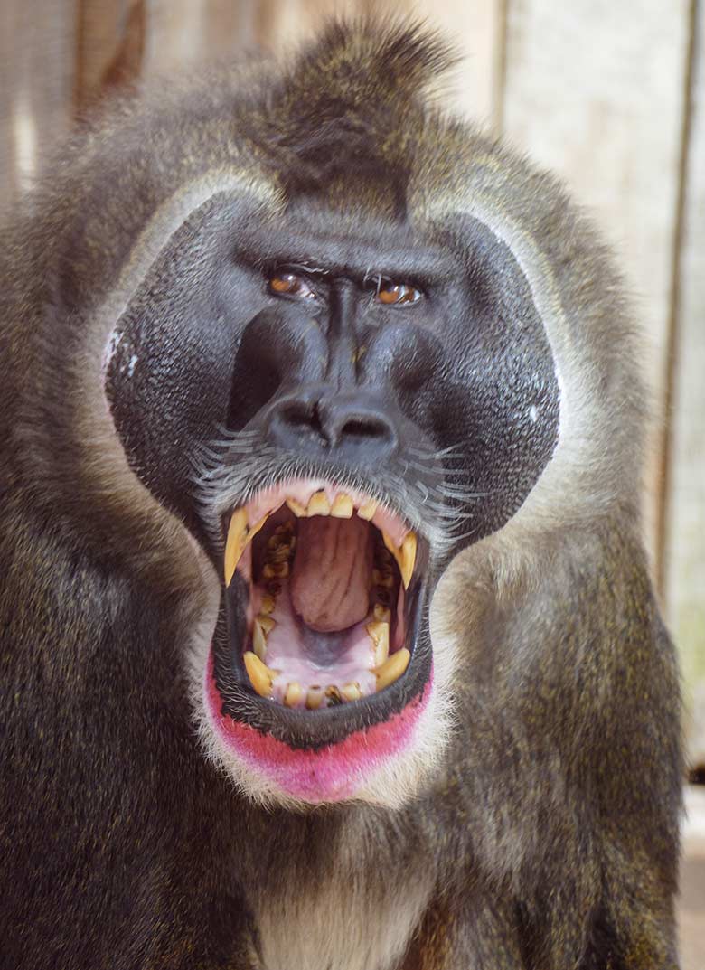 Drill-Männchen KANO am 9. Mai 2021 auf der Außenanlage am Affen-Haus im Wuppertaler Zoo