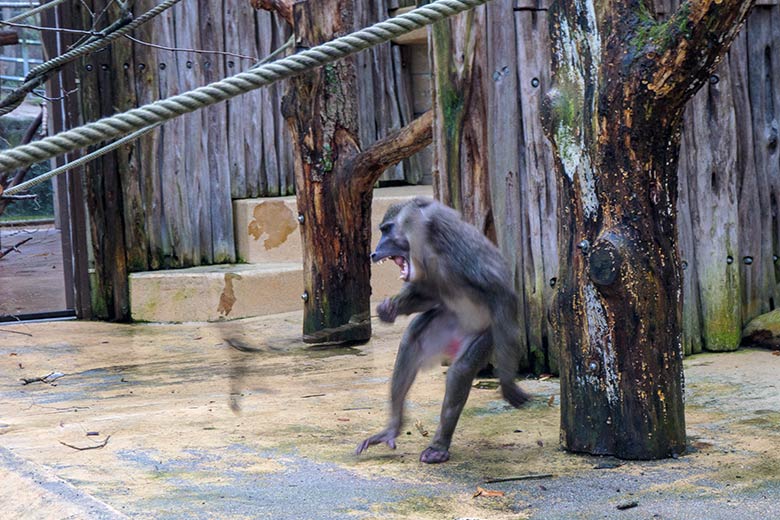Männlicher Drill RAUL am 2. Februar 2022 auf der Außenanlage am Affen-Haus im Grünen Zoo Wuppertal