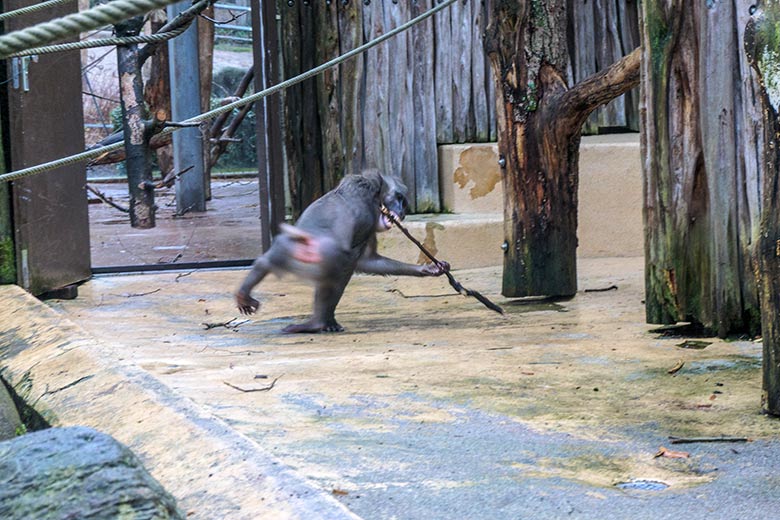 Männlicher Drill RAUL am 2. Februar 2022 auf der Außenanlage am Affen-Haus im Zoologischen Garten der Stadt Wuppertal
