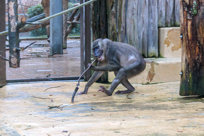 Männlicher Drill RAUL am 2. Februar 2022 auf der Außenanlage am Affen-Haus im Grünen Zoo Wuppertal