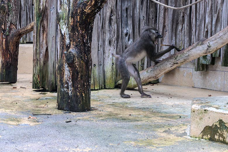 Männlicher Drill RAUL am 2. Februar 2022 auf der Außenanlage am Affen-Haus im Wuppertaler Zoo