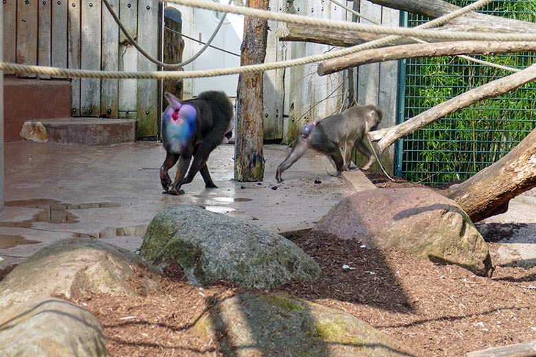 Erregter männlicher Drill KANO hinter einem weiblichen Drill am 28. März 2022 im Außengehege am Affen-Haus im Wuppertaler Zoo
