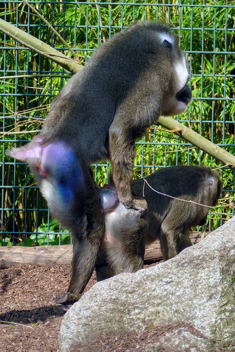 Männlicher Drill KANO beim Paarungs-Versuch mit einem weiblichen Drill am 28. März 2022 im Außengehege am Affen-Haus im Grünen Zoo Wuppertal