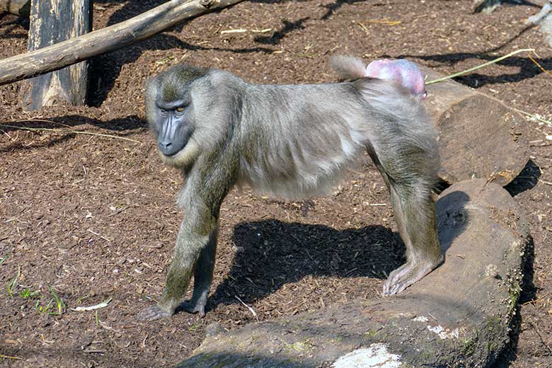 Weiblicher Drill nach dem Paarungs-Versuch am 28. März 2022 im Außengehege am Affen-Haus im Zoo Wuppertal
