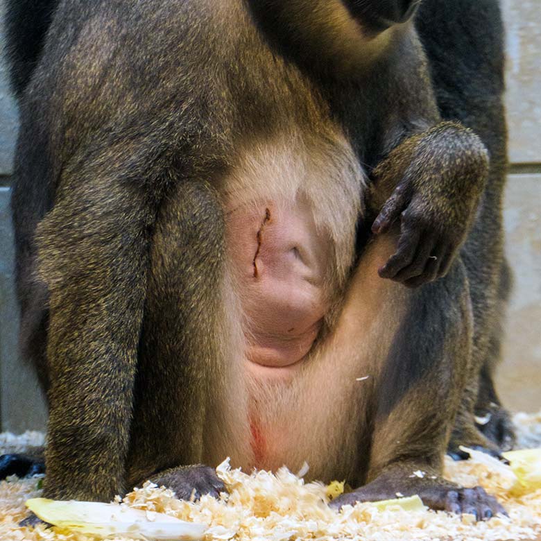 Rasierter Bauch des verletzten weiblichen Drills UYO am 27. September 2022 im Innengehege im Affen-Haus im Zoologischen Garten Wuppertal