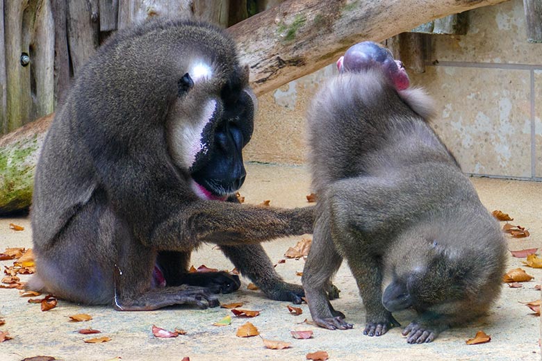 Männlicher Drill KANO und weiblicher Drill UYO mit monatliche Brunftschwellung am 24. Oktober 2022 auf der Außenanlage am Affen-Haus im Zoo Wuppertal