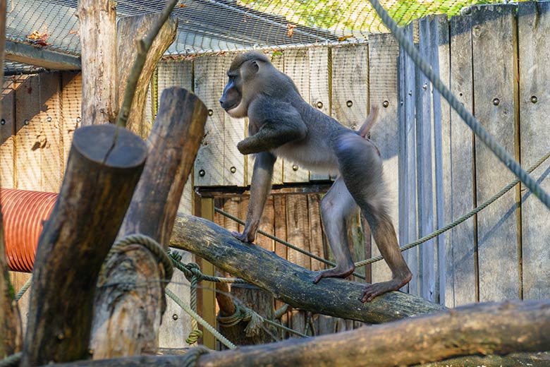 Männlicher Drill RAUL am 26. Oktober 2022 auf der Außenanlage am Affen-Haus im Wuppertaler Zoo