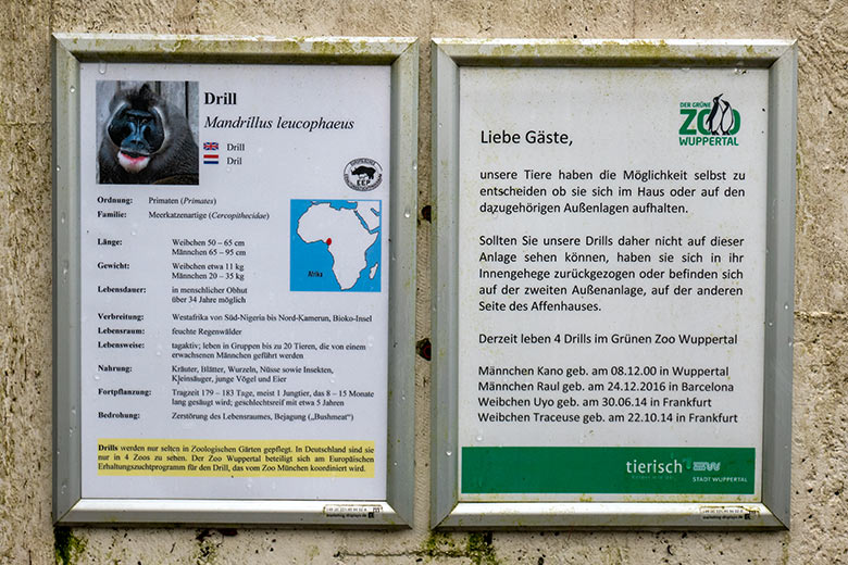 Informationen zu den Drills am 13. Dezember 2023 an der Drill-Außenanlage am Affen-Haus im Wuppertaler Zoo