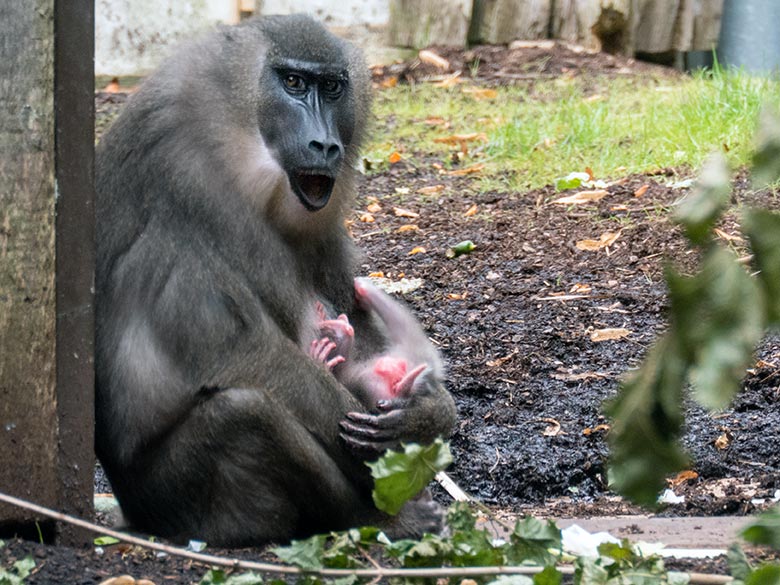 Weiblicher Drill TRACEUSE mit dem Drill-Jungtier am 16. August 2024 auf der Drill-Außenanlage am Affen-Haus im Grünen Zoo Wuppertal