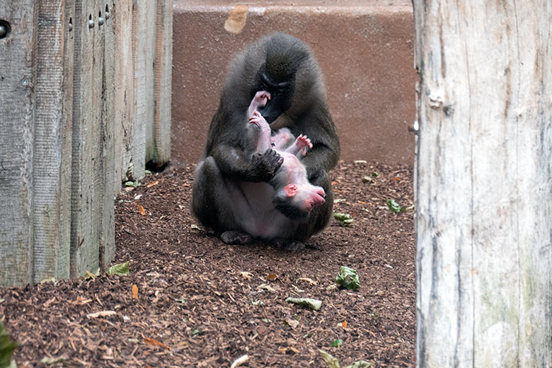 Weiblicher Drill TRACEUSE mit dem Drill-Jungtier am 16. August 2024 auf der Drill-Außenanlage am Affen-Haus im Zoologischen Garten der Stadt Wuppertal