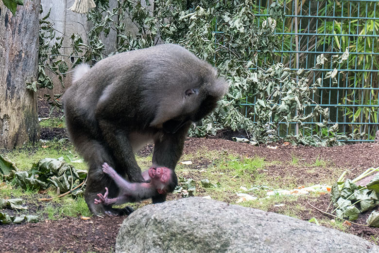 Weiblicher Drill UYO mit dem Drill-Jungtier am 16. August 2024 auf der Drill-Außenanlage am Affen-Haus im Wuppertaler Zoo