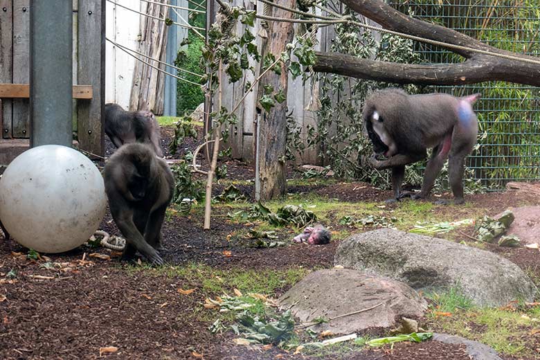 Weiblicher Drill TRACEUSE mit dem Drill-Jungtier am 16. August 2024 auf der Drill-Außenanlage am Affen-Haus im Zoologischen Garten Wuppertal