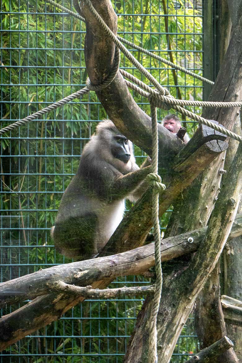 Weiblicher Drill UYO mit dem Drill-Jungtier am 16. August 2024 auf der Drill-Außenanlage am Affen-Haus im Wuppertaler Zoo