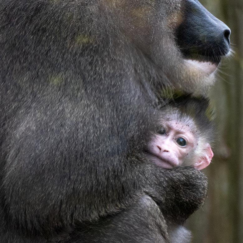 Weiblicher Drill TRACEUSE mit dem männlichen Drill-Jungtier KITO am 26. August 2024 auf der Drill-Außenanlage am Affen-Haus im Wuppertaler Zoo